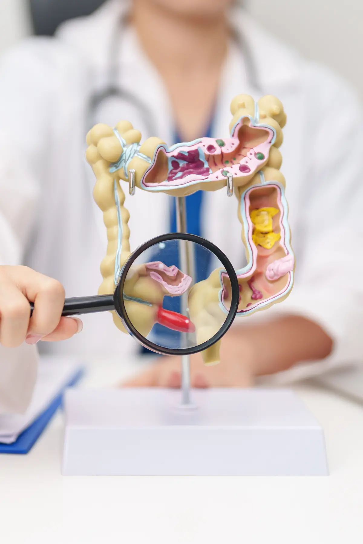 Una profesional con bata examina con lupa un modelo de intestino
